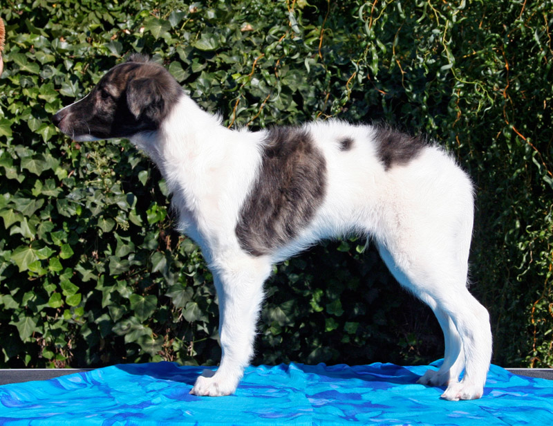 Surf Spots - Boy 2 Left